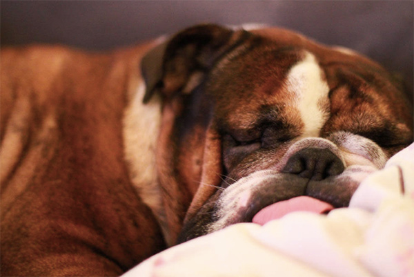 Paw on the snooze button. <br/>Photo Credit: morten.dk (CC)