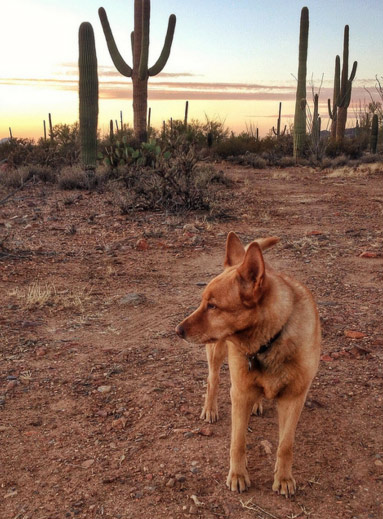 Desert Dog. Photo Credit: Ken Bosma (CC)
