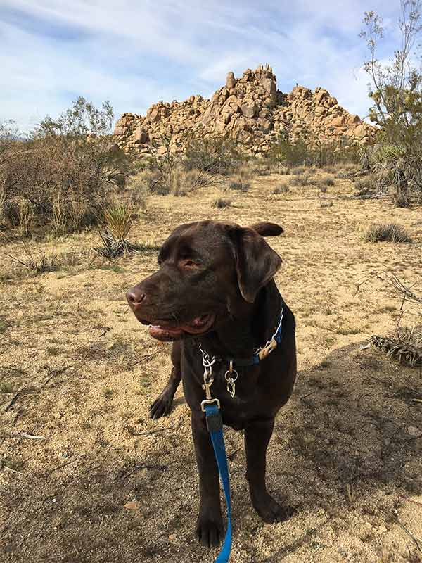 Ranger at Joshua Tree National Park. Photo Credit: Lisa Hernandez