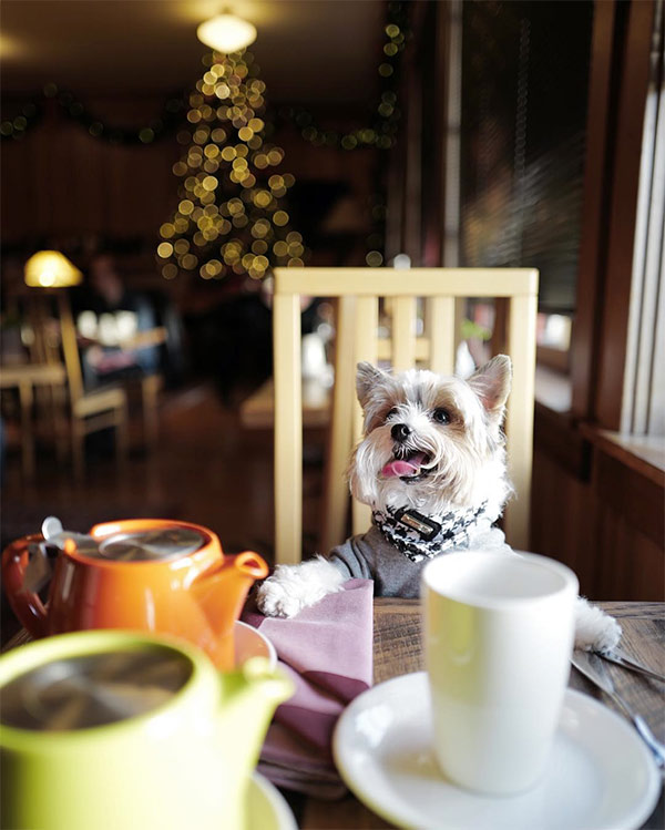 Oreo dines at Stanford Inn by the Sea. Photo Credit: @oreo.bb