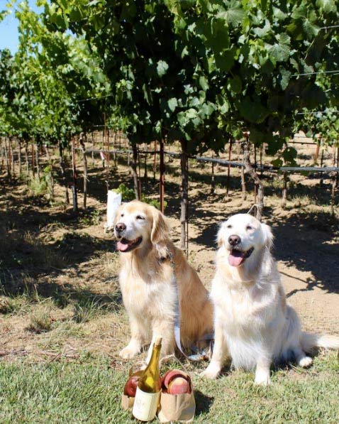 Navarro Vineyards - Photo Credit: @goldens_flutie_ferris