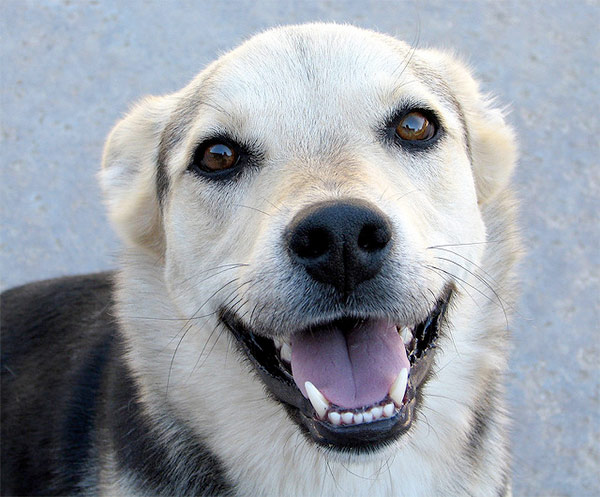 Healthy teeth, happy dog! Photo Credit: Rennett Stowe (CC)