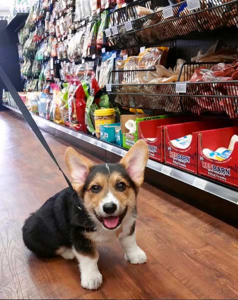 Benji shopping at Kahoots. Photo Credit: @benjithetricorgi