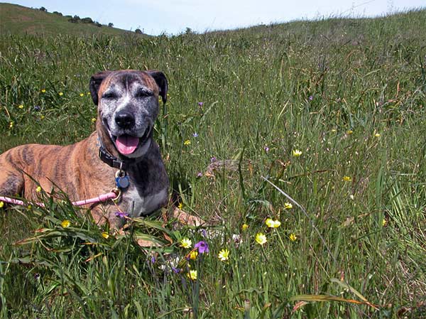 India in the spring flowers.<br/>Photo Credit:  Kate Merriman (CC)