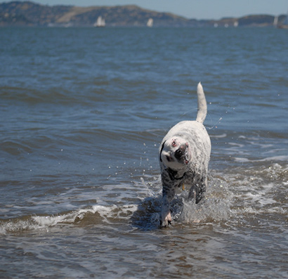 Water dog shake - Photo Credit: Joshua Ganderson (CC)