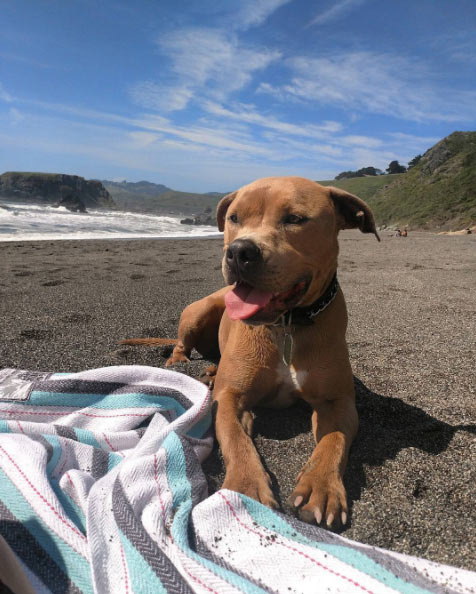 Bentley enjoying some downtime at Blind Beach. <br>Photo Credit: @bellaa_mia92