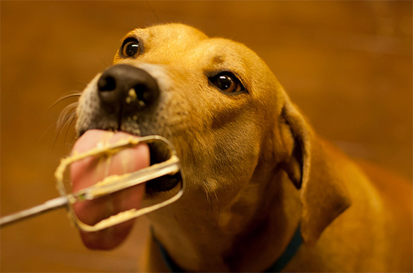 What is your critter eating? Photo Credit: Ralph Arvesen (CC)