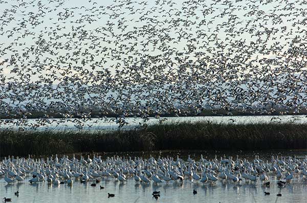 "Fly off" at Sacramento National Wildlife Refuge. <br/>Photo Credit: Janet Fullwood 