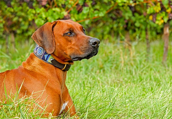 Sunny Tri-Valley Wineries Welcome Dogs