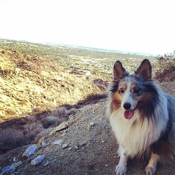 Merle on the South Lykken Trail - Palm Springs <br/> Photo Credit: @mrsamandahock