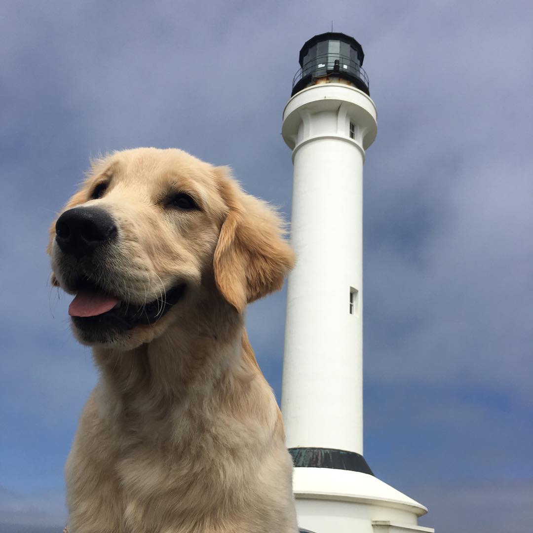 Teagan at Point Arena Lighthouse <br/> Photo Credit: @retired_goldenretriever
