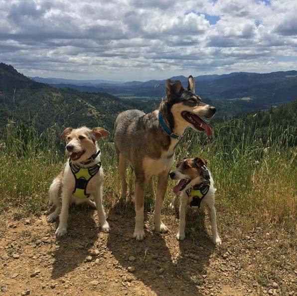 Oat Hill Mine Trail - Photo Credit: @thepacklife.napa