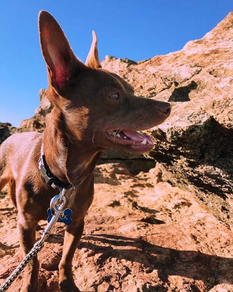 Tuck explores Hood Mountain Regional Park <br/> Photo Credit: @mollystichter