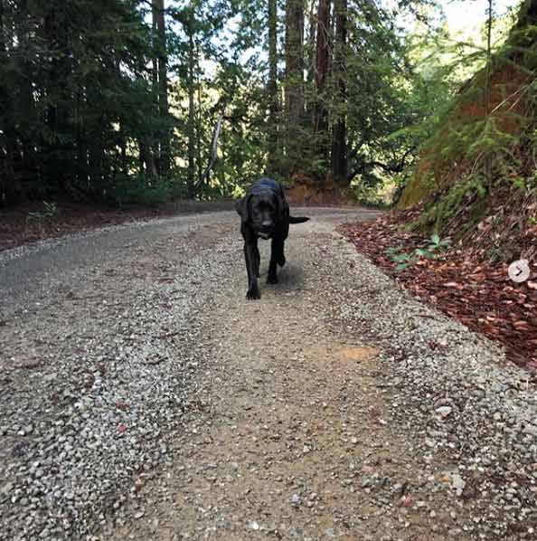 Poppy exploring Mendocino County - Photo Credit: @roderickranch