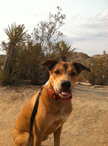 Abby at Joshua Tree National Park <br/> Photo Credit: jesslynncline (CC)