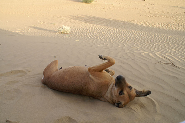 Desert dog - Rupert Taylor-Price (CC)