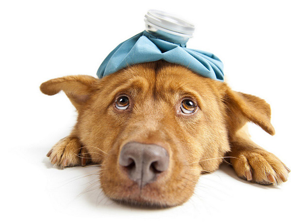 Yes, Your Dog Can Catch the Flu Too.