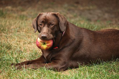 The Advantages of a Plant Based Diet For Your Dog
