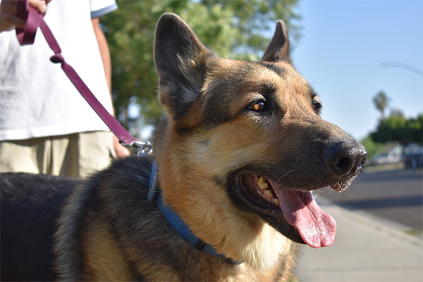 Photo: Charlie - Bay Area German Shepherd Rescue