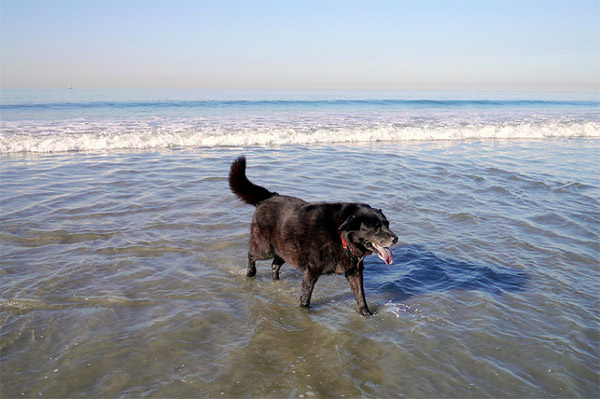 Lucy - Photo Credit: Kevin Schraer (CC)