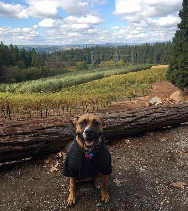 A Doggone Good Time at Apple Hill. Photo Credit: @mel.chacon5.