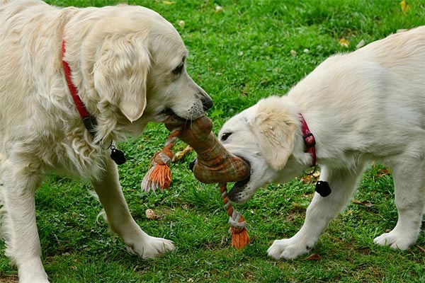 The Importance of Play for Your Dog