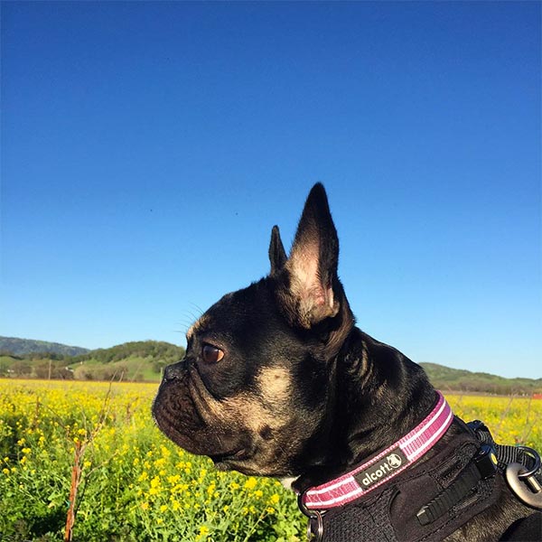 Coco at BackRoad Vines <br/> Photo Credit: @coco.bean.frenchie