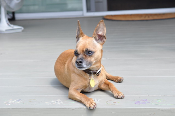 Photo: Chavo - Pets Lifeline