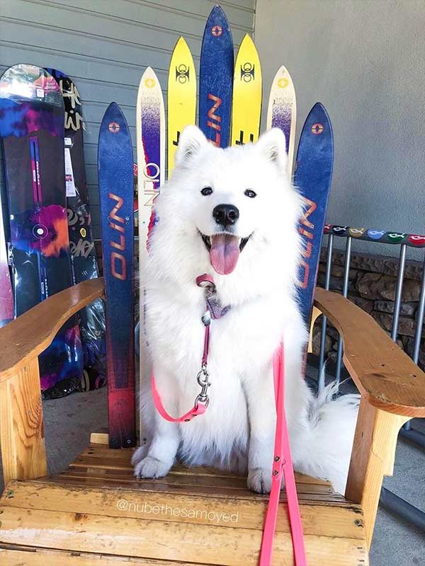Hey dude! Photo Credit: @nubethesamoyed