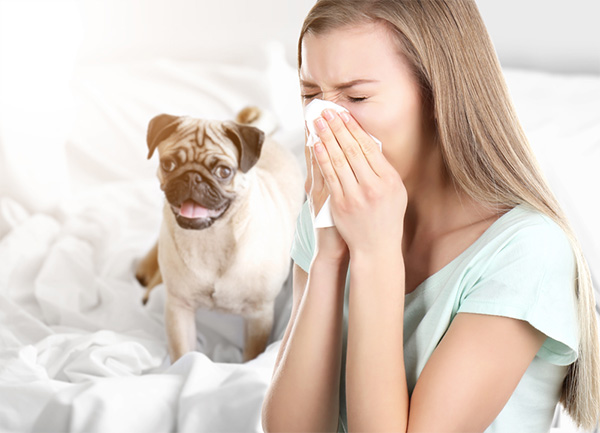 What to Do If You Are Allergic to Your Dog