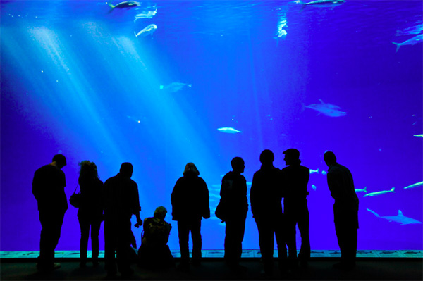 Monterey Bay Aquarium - Photo Credit: Håkan Dahlström (CC)