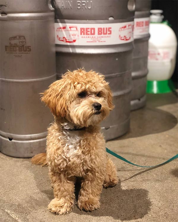 Red Bus Brewing Company - Photo Credit: @doodthepood