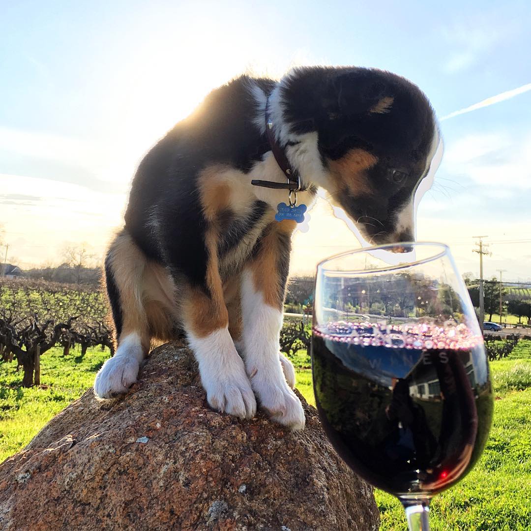 Andis Wines - Photo Credit: @twopups_and_a_baby