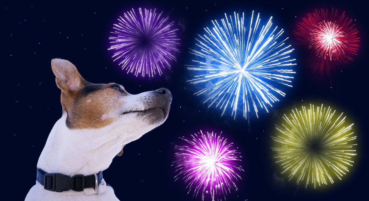 Vet Buzz: Fireworks Anxiety