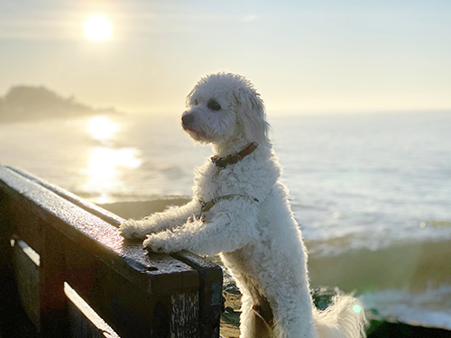 Sunny Cove Beach County Park / Photo: Jennifer Kornkosar