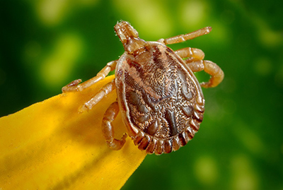 How to Remove A Tick