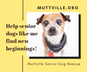 Muttville Set to Rescue Their 8,000th Dog!