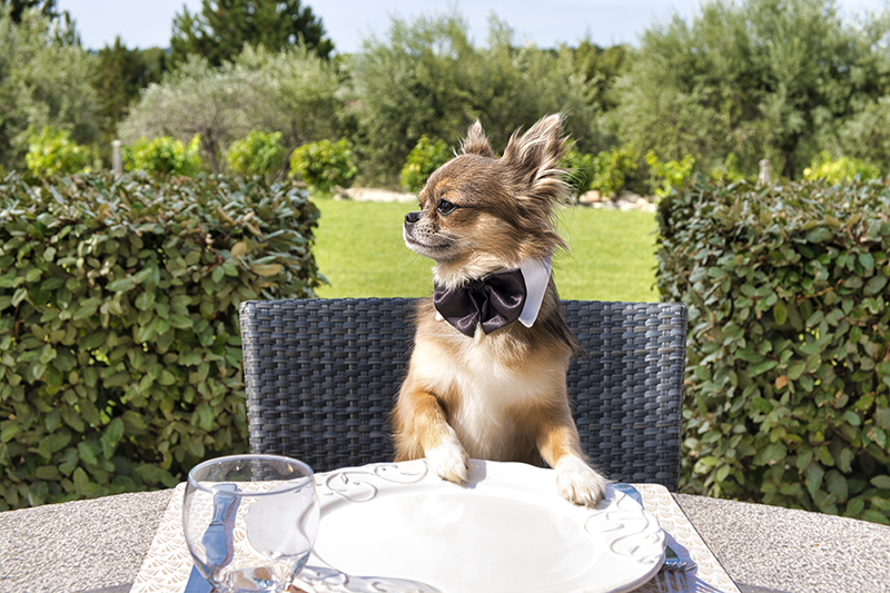 Outdoor Dining With Your Pup