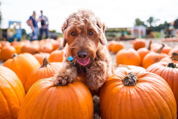 Wineries, Pumpkins and Vacaville, Oh My!