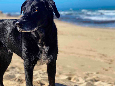 Cooper at Manhattan Beach (aka Blufftop Beach), Half Moon Bay 