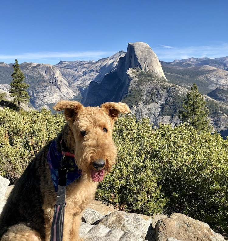 Ruff-ing It in Yosemite National Park 