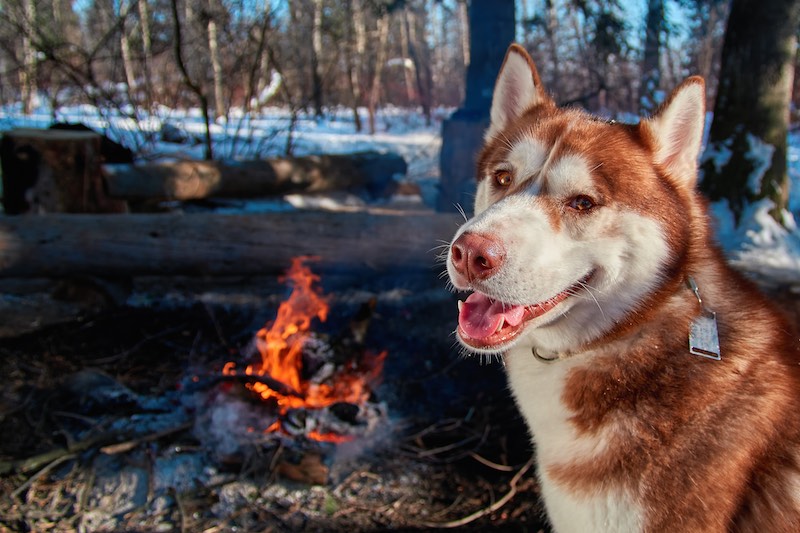 Dog-friendly Hotels, Camping & More