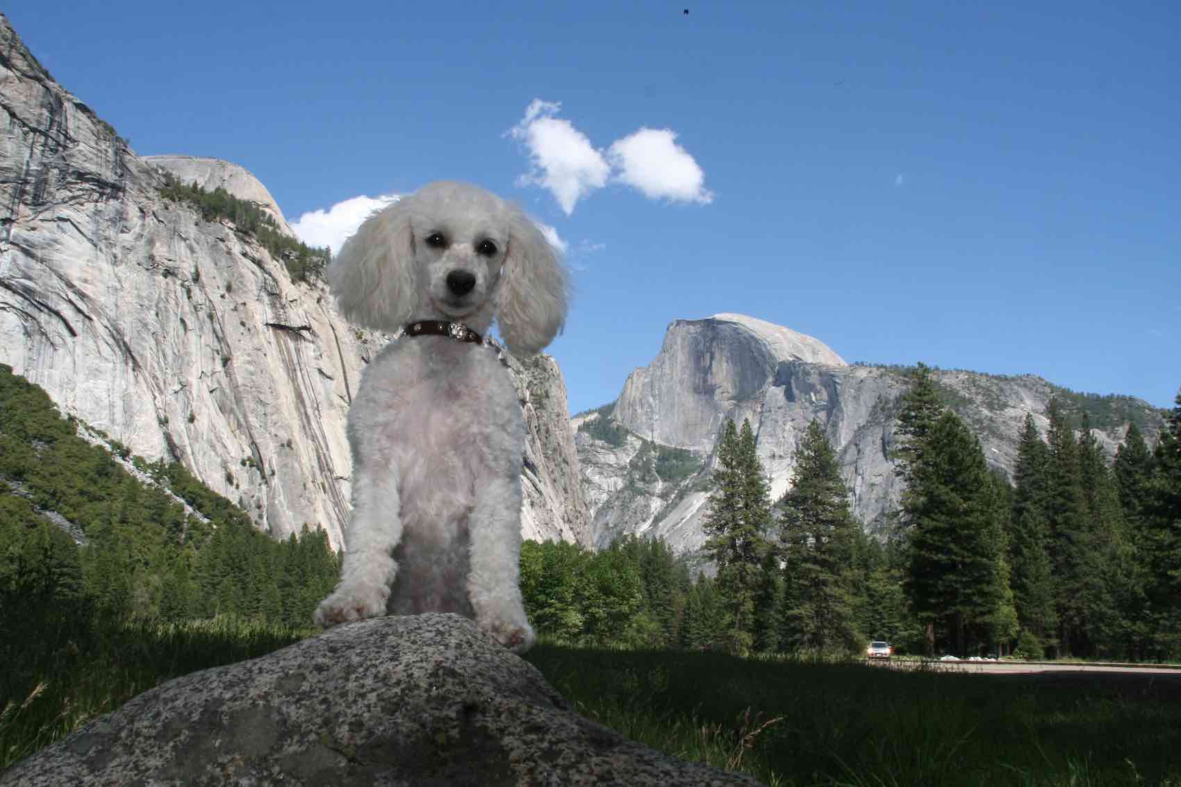 Cordelia visiting Yosemite National Park, photo by: Charlie Kelly