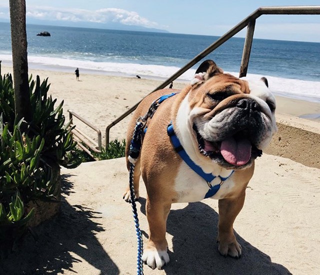 Theo at Its Beach, photo by: @theothebulldog