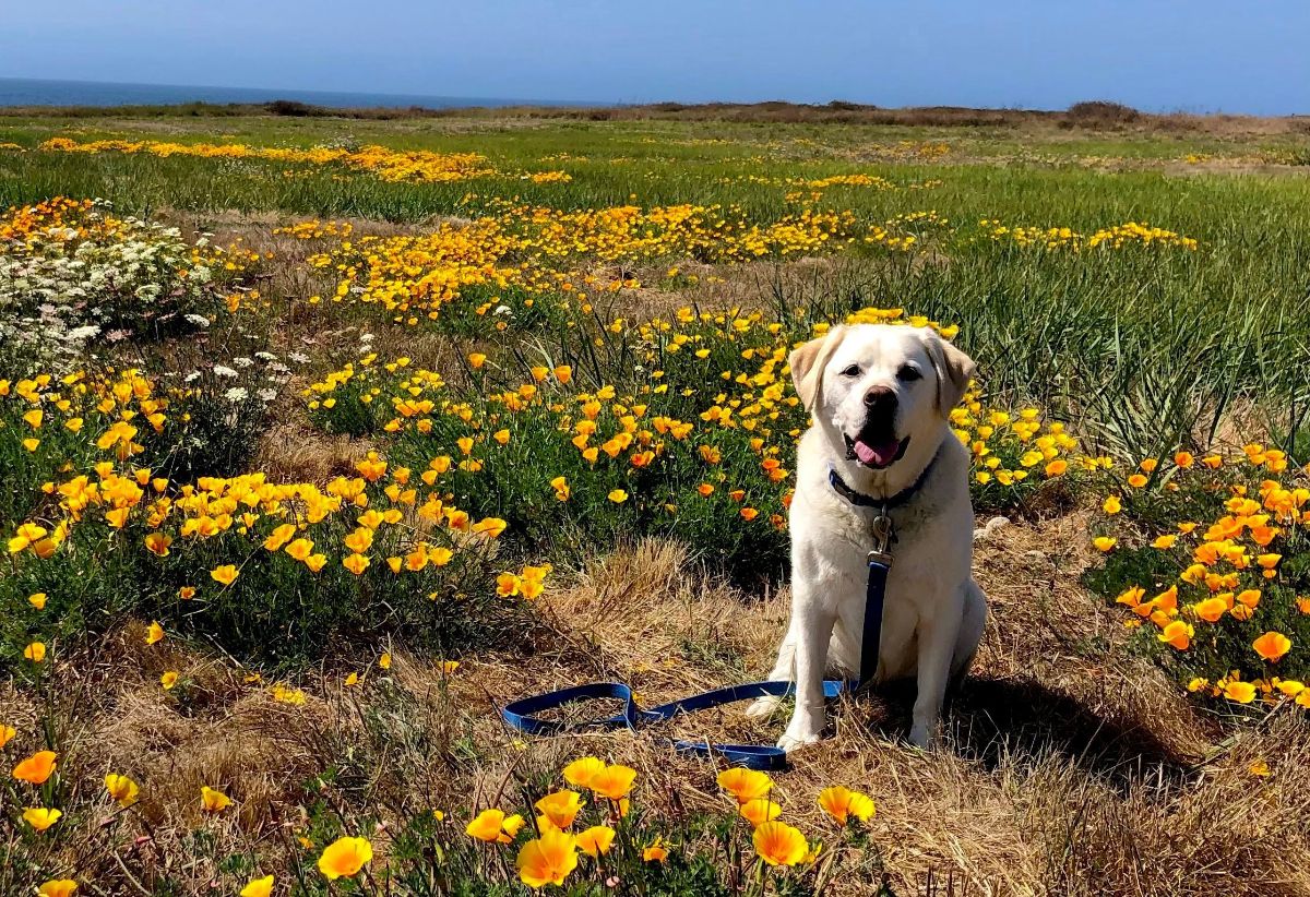 Maya hiking at Noyo Headlands Park. Photo by Dave Kendrick.