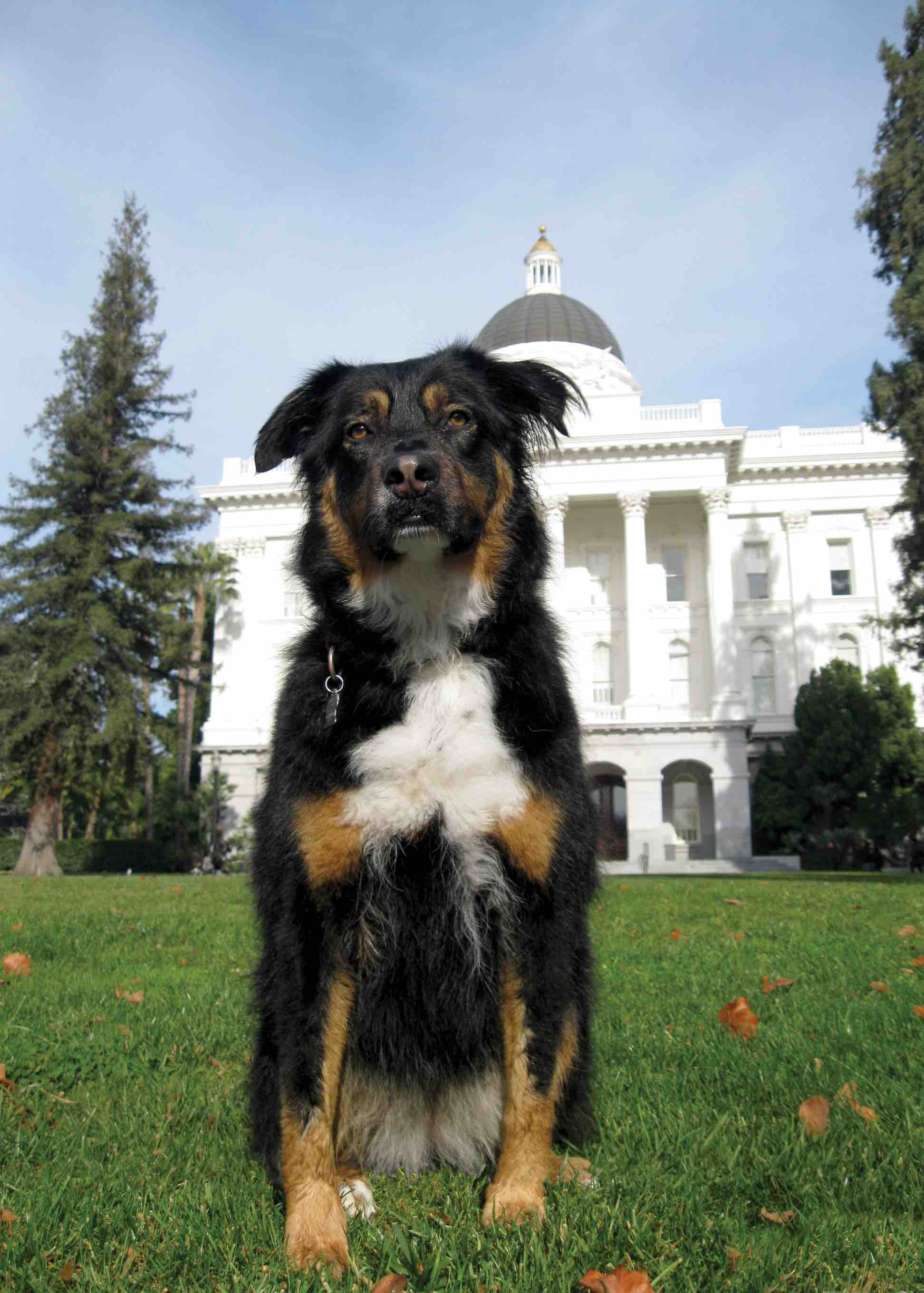 Bella visits the capital, image courtesy of Duroncelet