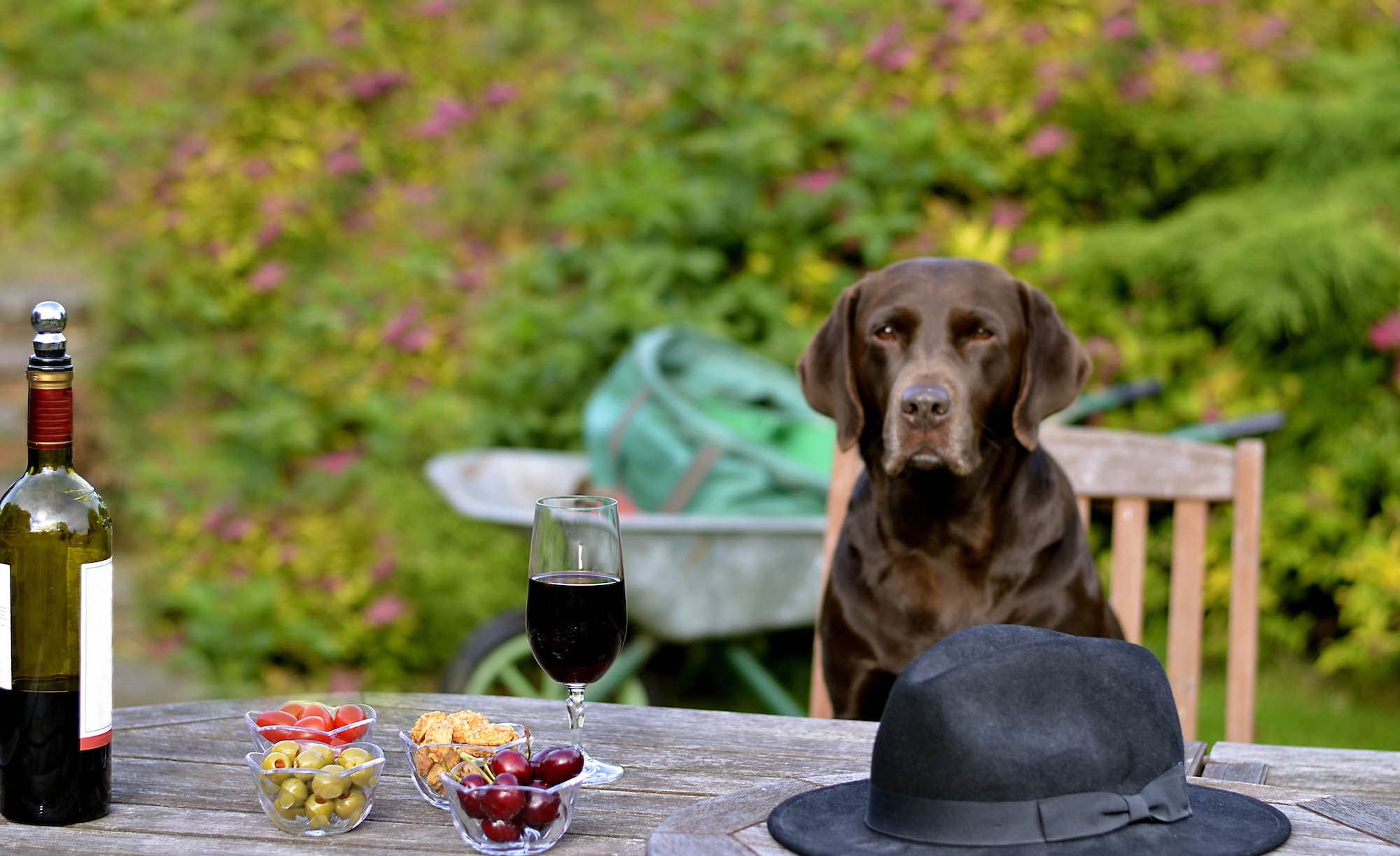 Take your pup to the Clarksburg Wine Trail