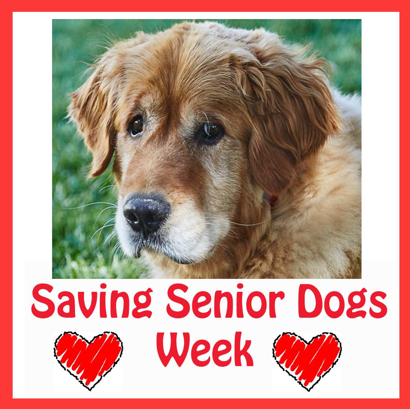 Help Us Fund Saving Senior Dogs!