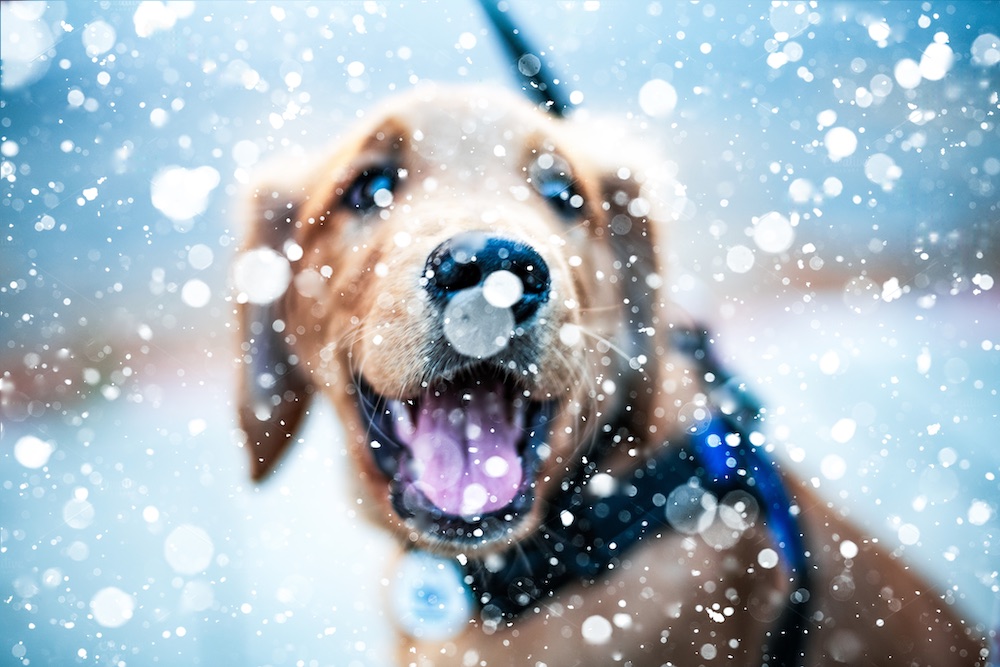 Tenaya Lodge loves snow dogs!