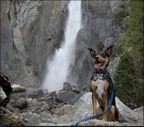 Dog at Lower Falls. Photo by Yosemite Mariposa County Tourism Bureau.